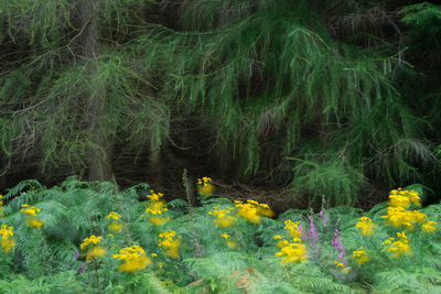 Yellow flowers in bloom