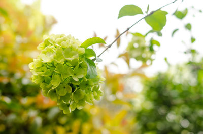 Close-up of flowering plant against blurred background