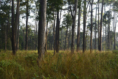 Trees in forest