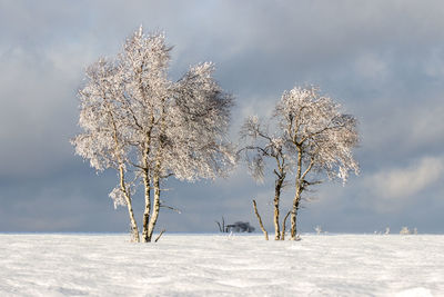 Trees on snow covered land against sky