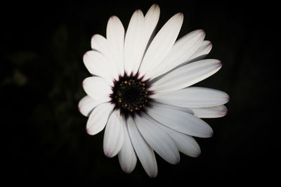 Close-up of flower over black background