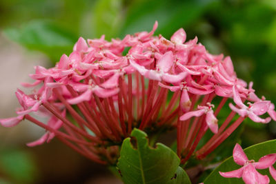 Close-up of purple flowering plant ixora coccinea