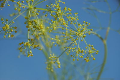 Close-up of flowers against blue sky