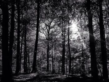 Trees in forest