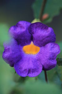 Close-up of purple iris flower