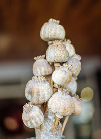 Close-up of shells on plant