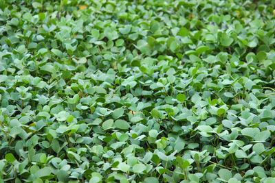 Full frame shot of leaves on field