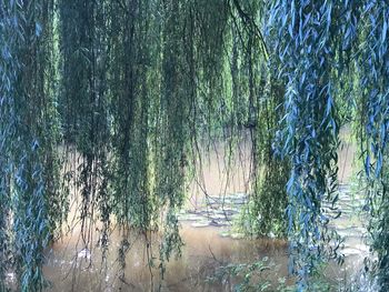 Plants growing on land in forest