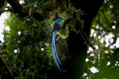 Close-up of bird on tree