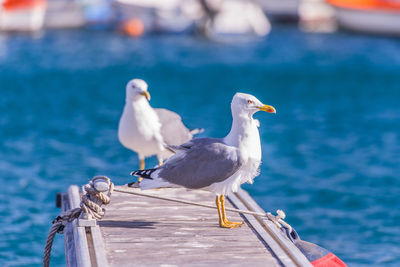 Seagull perching on boat against sea