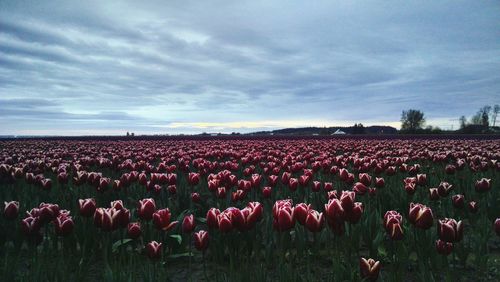 Scenic view of field against cloudy sky