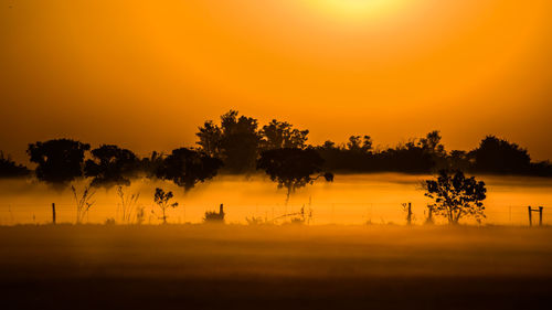 Silhouette of trees at sunset