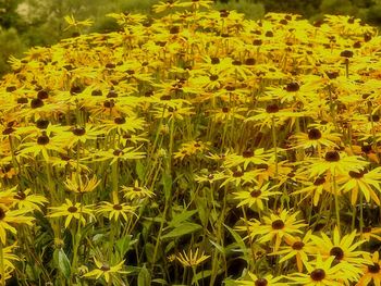 Close-up of yellow flowers