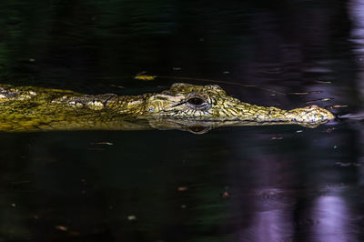 View of alligator in water