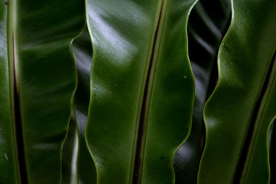 Full frame shot of fern leaves