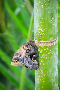 Close-up of a butterfly on tree trunk