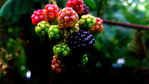 Close-up of grapes hanging on tree