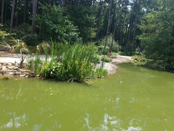 River passing through forest