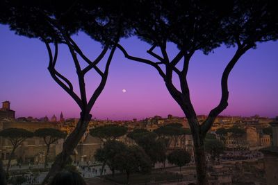 View of trees at sunset