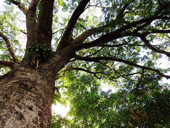 Low angle view of trees in forest