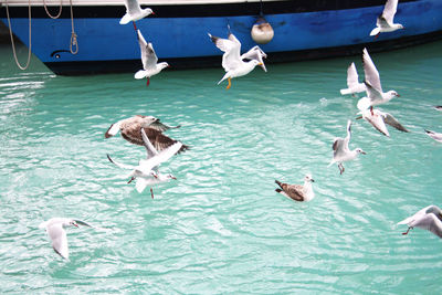 High angle view of swans swimming in lake