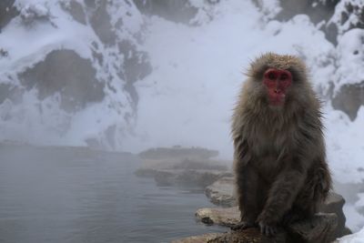 Monkey sitting by lake during winter