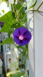 Close-up of purple flowers