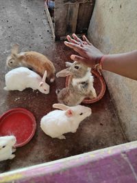 High angle view of hand feeding birds