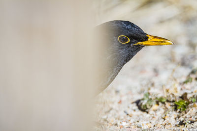 Close-up of a bird looking away