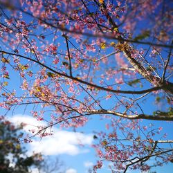 Low angle view of flower tree against blue sky