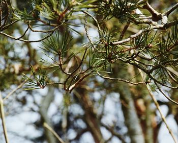 Close-up of branches against blurred background