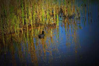 View of duck swimming in lake