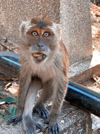 Close-up portrait of monkey sitting outdoors