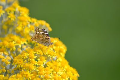 Close-up of butterfly pollinating on flower