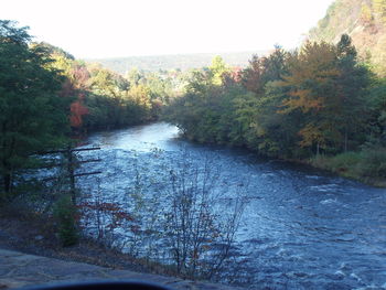 River flowing through trees
