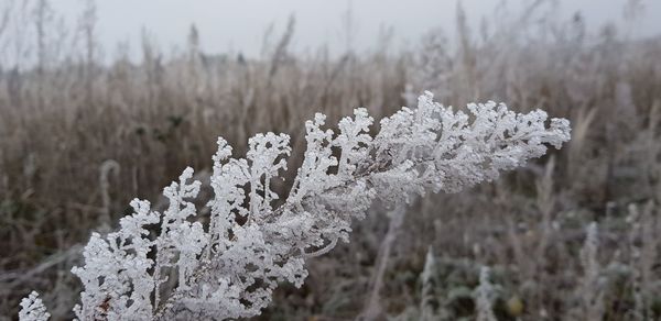 Close-up of frozen plant on field