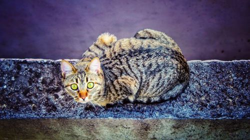 Close-up portrait of tabby cat