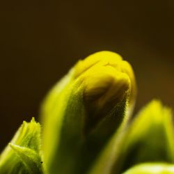 Close-up of yellow flower against black background