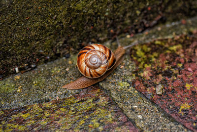 High angle view of snail