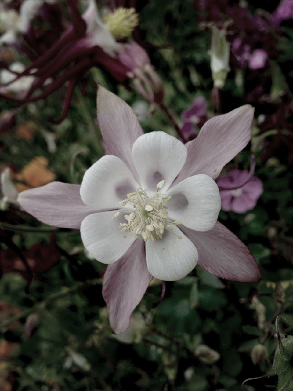 flower, petal, freshness, fragility, growth, flower head, beauty in nature, close-up, focus on foreground, nature, blooming, pollen, stamen, in bloom, white color, plant, pink color, blossom, day, high angle view