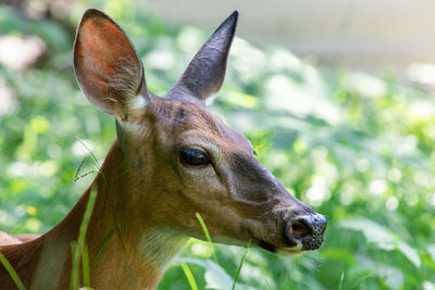 Close-up of deer