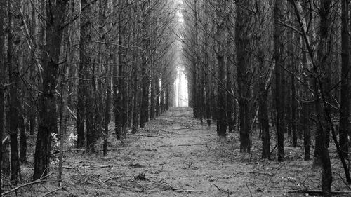 Trees in forest