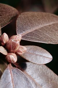 Brown leaves and leaf buds