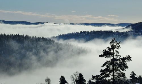 Low angle view of trees in forest against sky