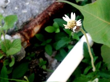 Close-up of white flowers