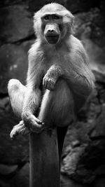 Close-up of monkey sitting outdoors