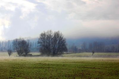 Trees on field against sky during foggy weather