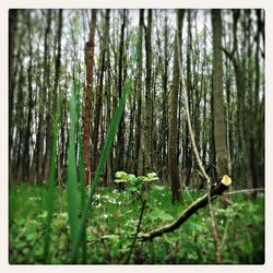 Trees in forest