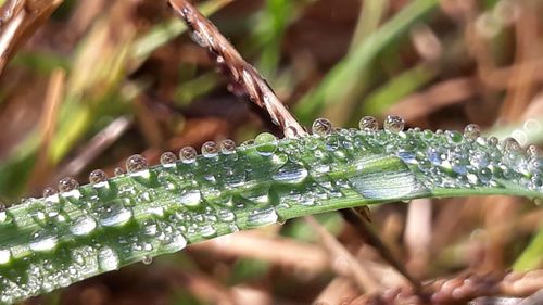 Close-up of wet plant