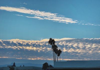 Low angle view of coconut palm trees against sky